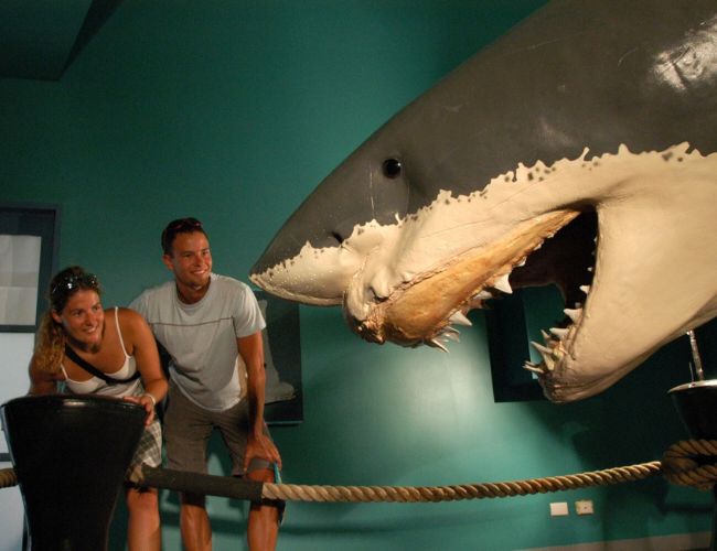 View a realistic, life-sized replica of Shakka the Shark